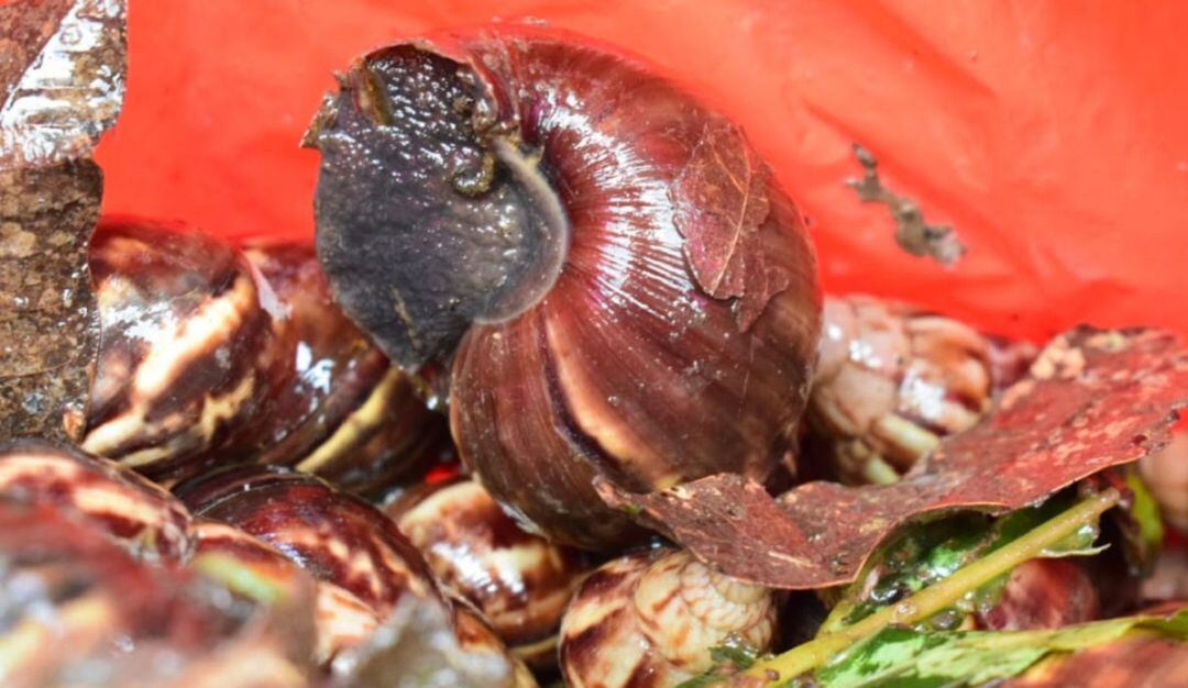 Caracol gigante africano