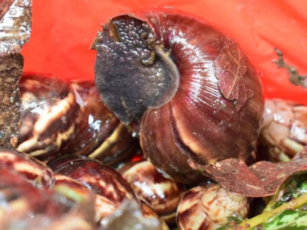 Alerta por proliferación del caracol gigante africano en Quindío