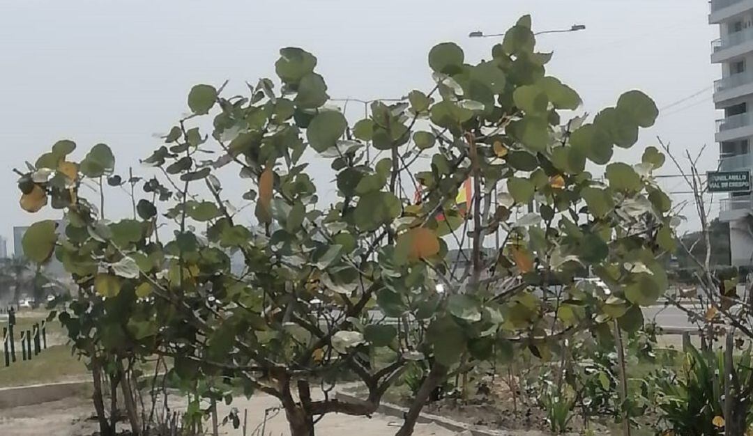 Las actividades se llevarán a cabo en el barrio Marbella y el corregimiento de Pontezuela