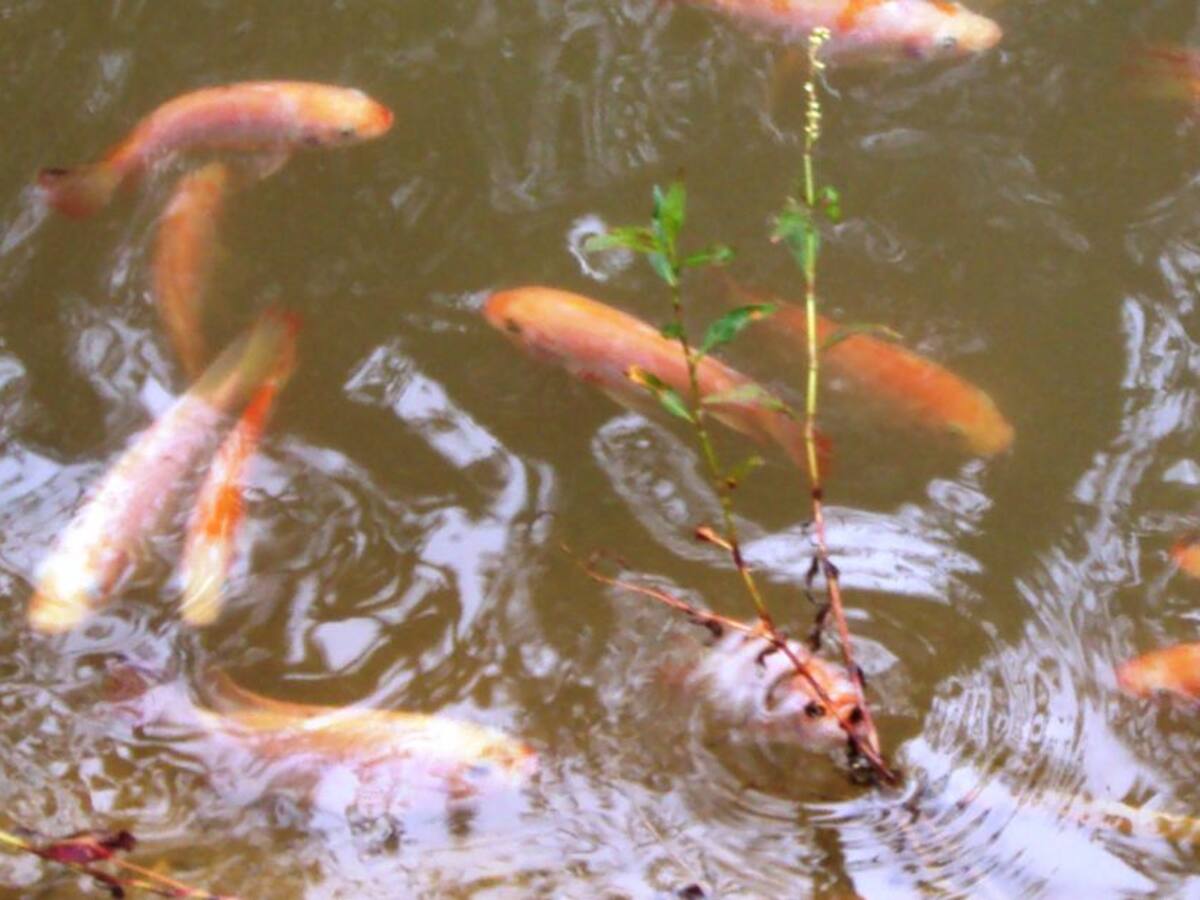 100 familias bolivarenses beneficiadas para producción de Tilapia Roja