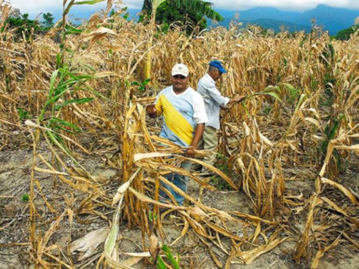 1.500 familias y 42 mil hectáreas de cultivos están afectadas por la sequía en Bolívar