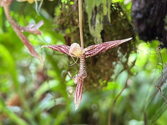 Una nueva especie de orquídea es descubierta en Buenaventura