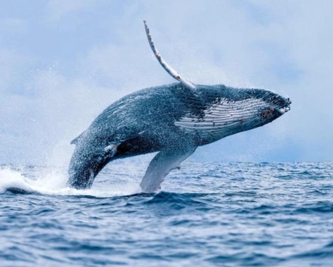 El avistamiento de ballenas se extenderá hasta finales de octubre. Foto: Gobernación del Valle del Cauca.