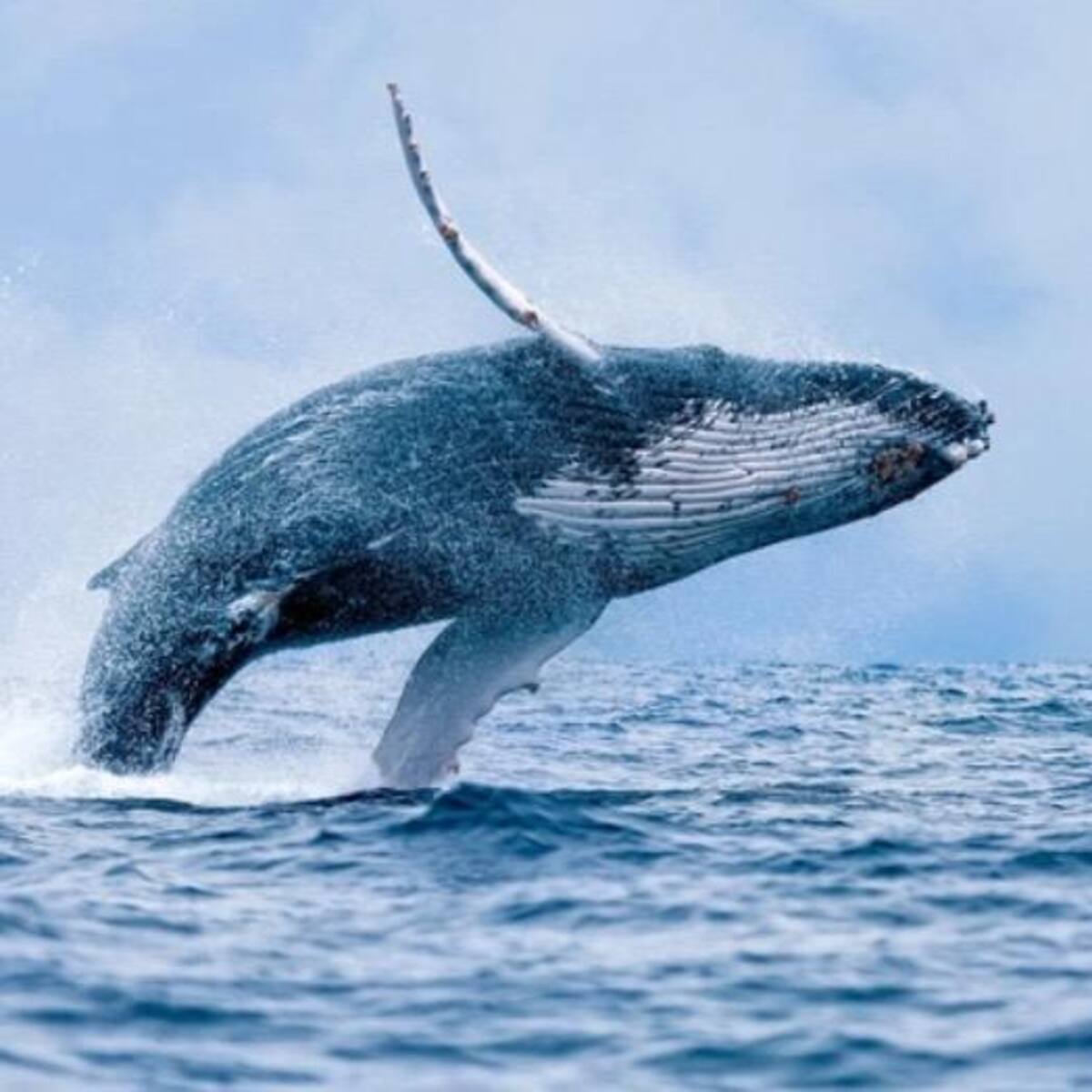 Sector turístico de Buenaventura preparado para recibir visitantes en temporada de ballenas