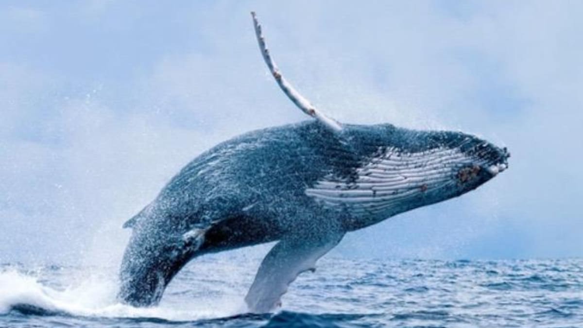 Sector turístico de Buenaventura preparado para recibir visitantes en temporada de ballenas