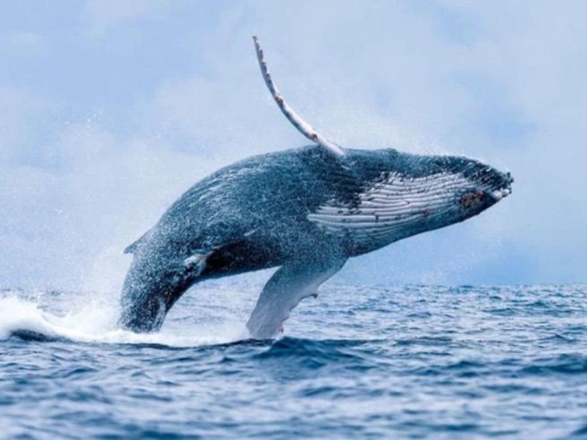 Tras el terremoto, Buenaventura busca reactivar su economía con el avistamiento de ballenas