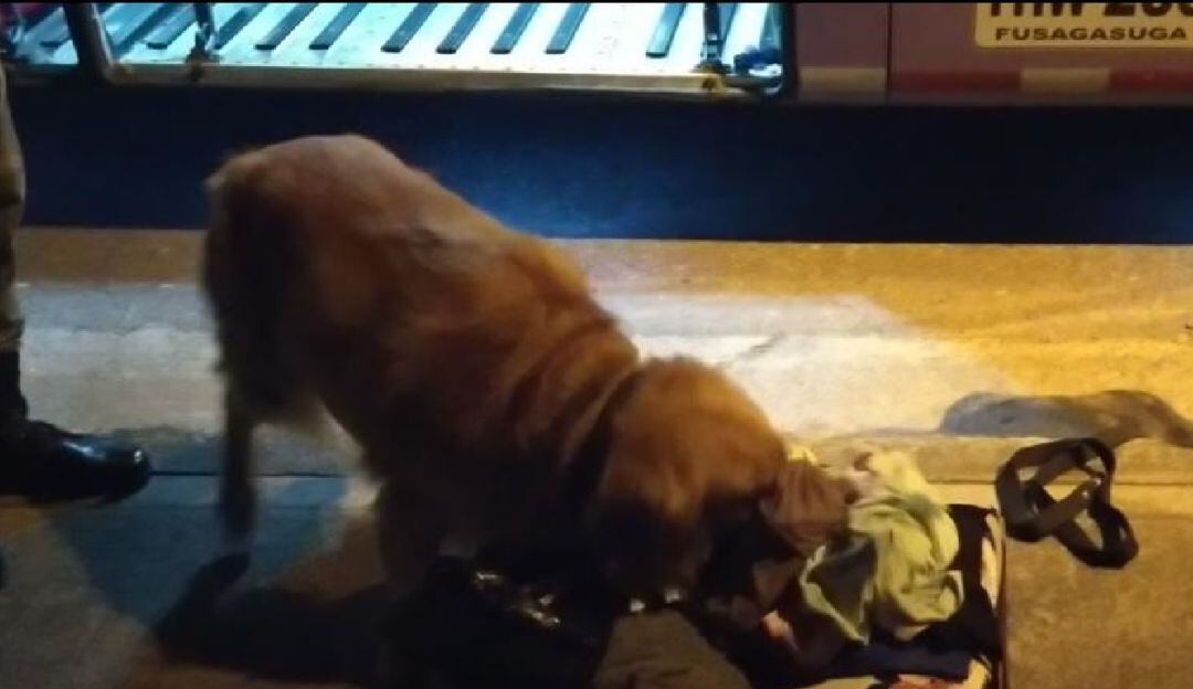 Incautación de marihuana en Cajamarca, Tolima