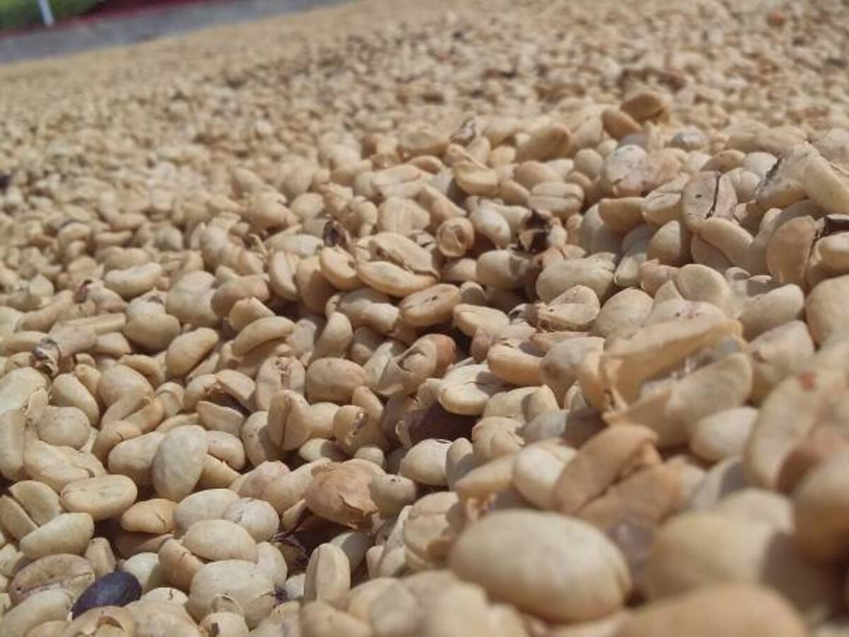 Preocupación en Quindío por caída en precio del dólar