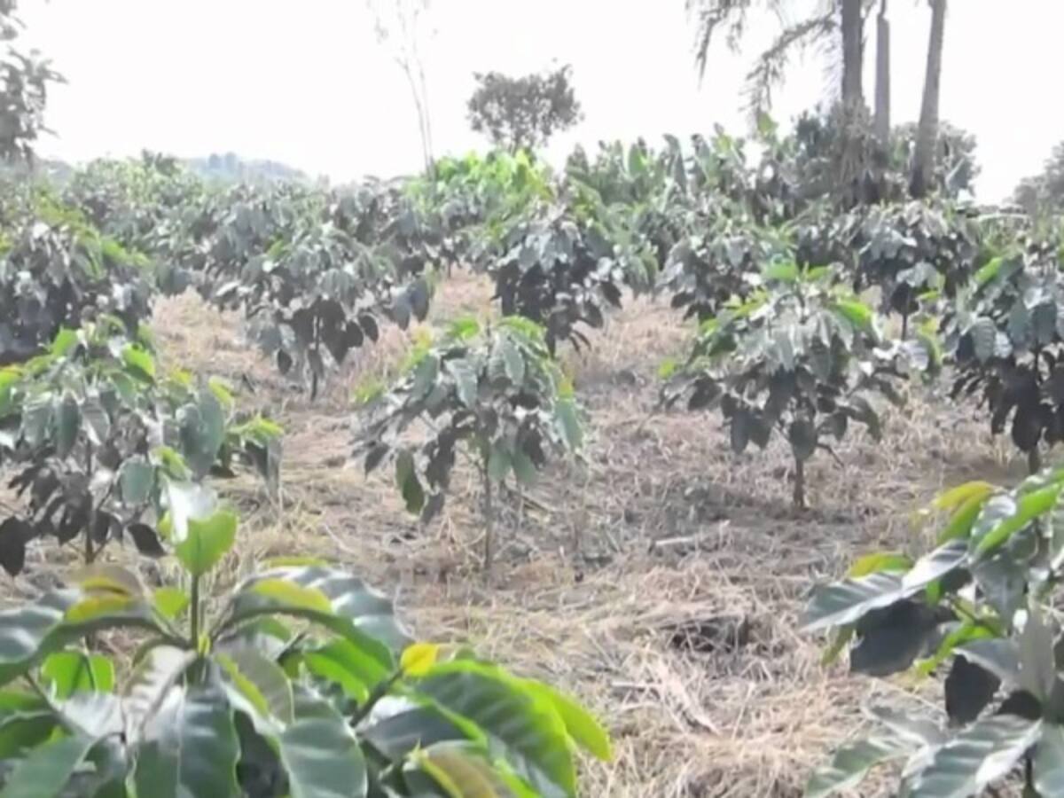 Casi 1.000 familias cafeteras afectadas por la sequía en Alpujarra, Tolima