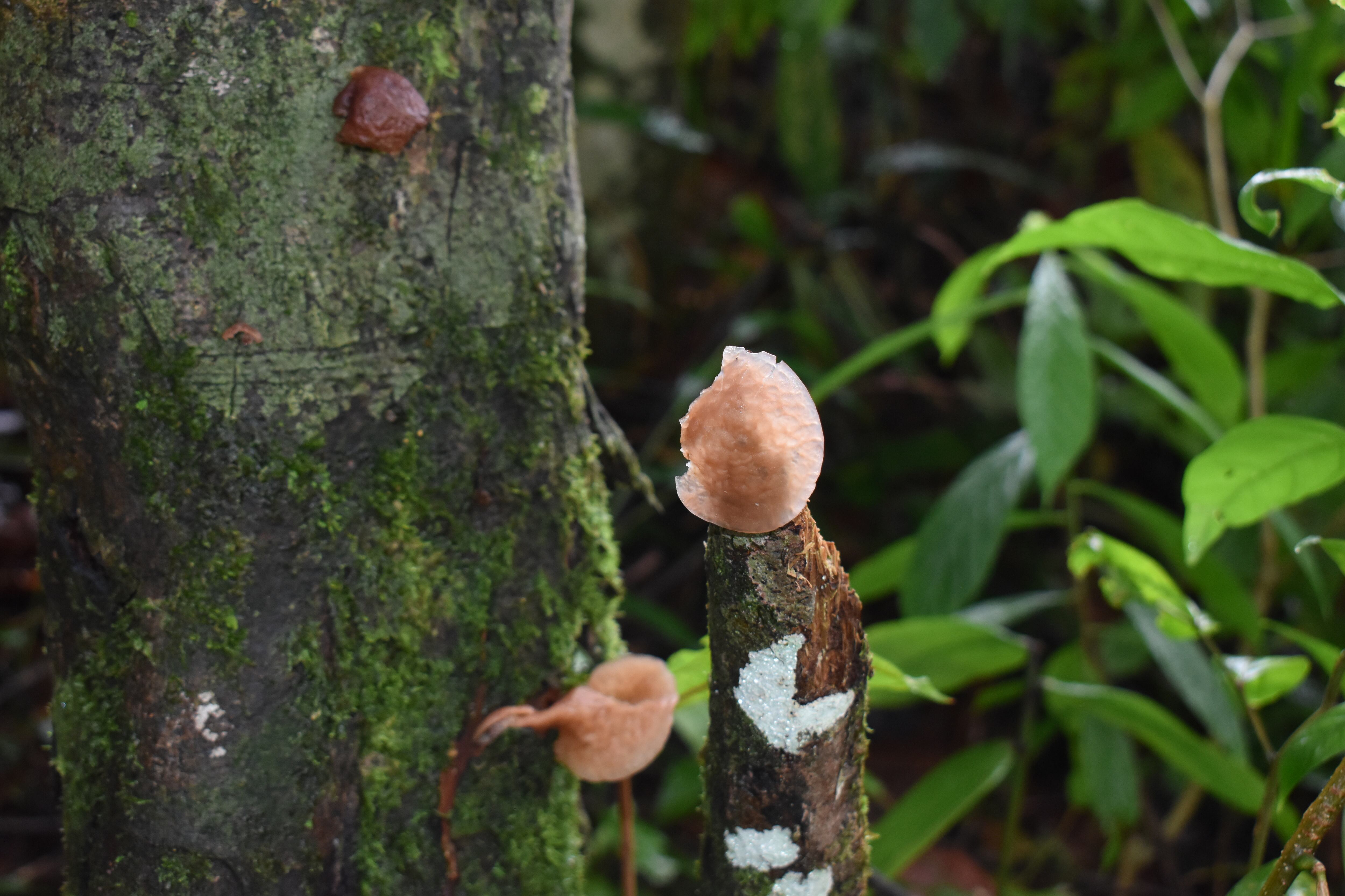Conservar los bosques y generar ingresos económicos. Foto Asociaciones campesinas.