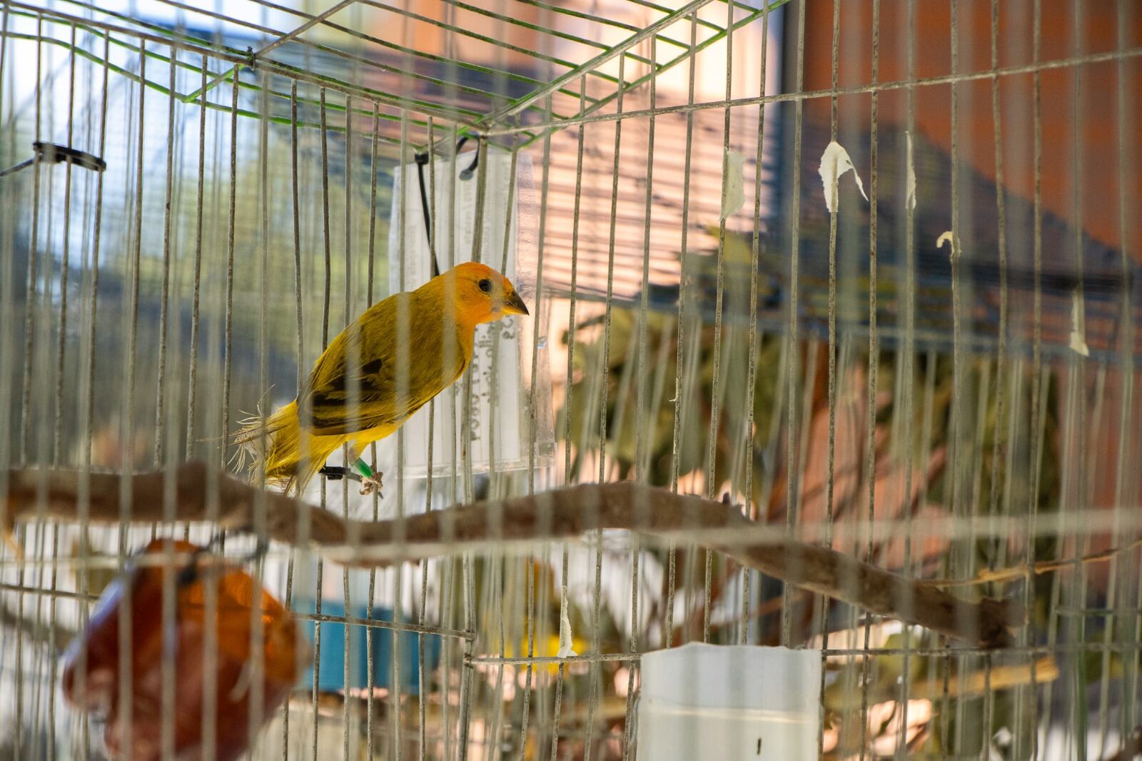 Canario rescatados- foto Cornare