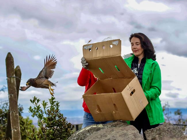 Liberan 23 animales silvestres en el parque Entrenubes durante la Semana Ambiental en Bogotá