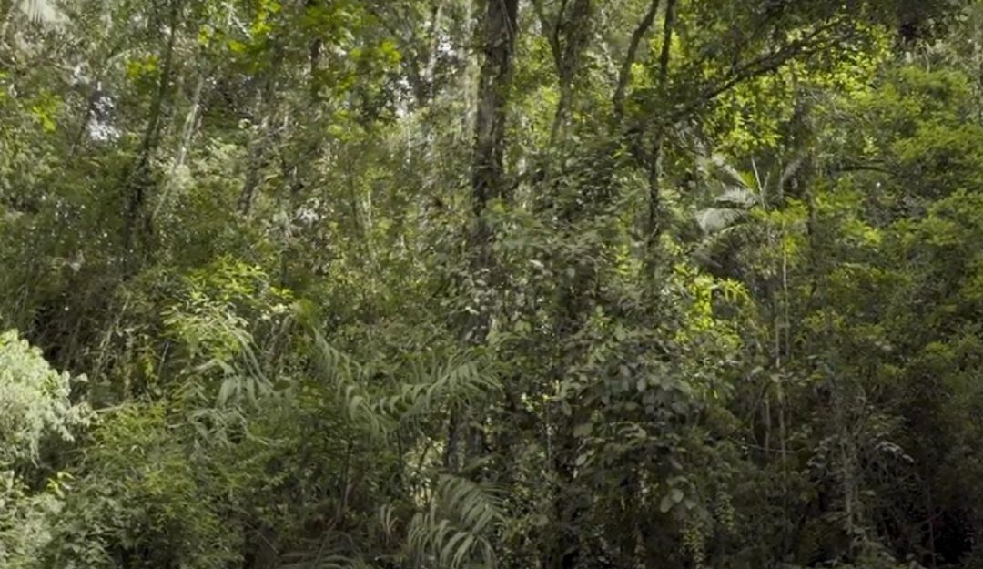 La Autoridad Nacional de Licencias Ambientales (ANLA) tiene en estudio de licenciamiento el megaproyecto de mineria Quebradona