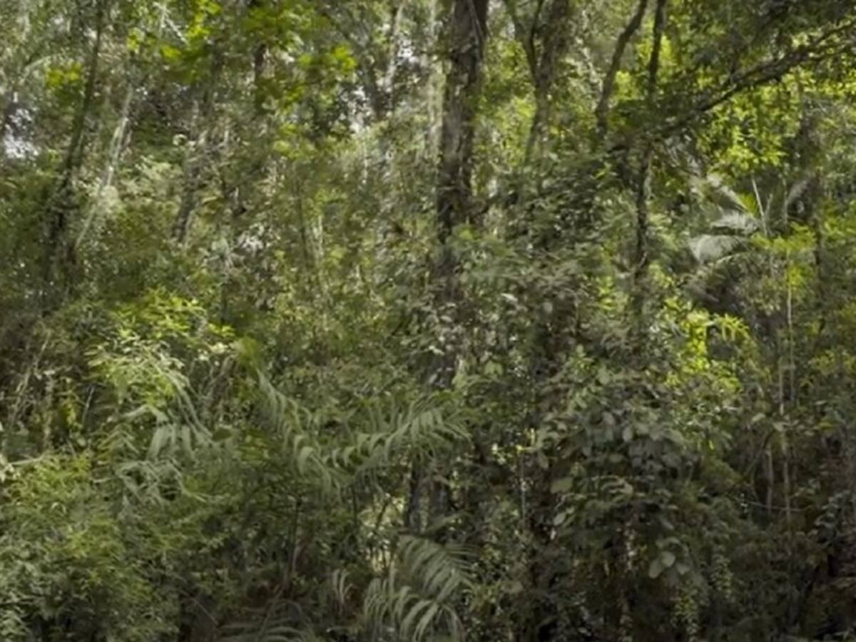 "Verde como el oro", documental sobre los riesgos de minería en Támesis