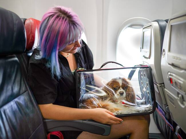 Imagen de referencia de mascostas en avión. Foto: Getty Images