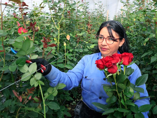 ACOMPAÑA CRÓNICA: COLOMBIA SAN VELNTÍN - AME8405. CHÍA (COLOMBIA), 12/02/2024.- Una mujer trabaja en la recolección de rosas el 31 de enero de 2024, en la hacienda Mongibello en Chía, Cundinamarca (Colombia). De los 700 millones de rosas que Colombia envía cada año a floristerías de todo el mundo por San Valentín, nuevas variedades han nacido de mezclas que resultan en colores morados, rosados o anaranjados, todos ellos especiales y únicos en el mundo. Las variedades de rosas colombianas que se exportan para ser regaladas en Estados Unidos, Japón, Canadá, Reino Unido o España, entre otros países, tienen derechos de propiedad intelectual a nombre de los creadores originales de las variedades, a los que la industria llama &#039;breeders&#039; (criadores). EFE/ Carlos Ortega
