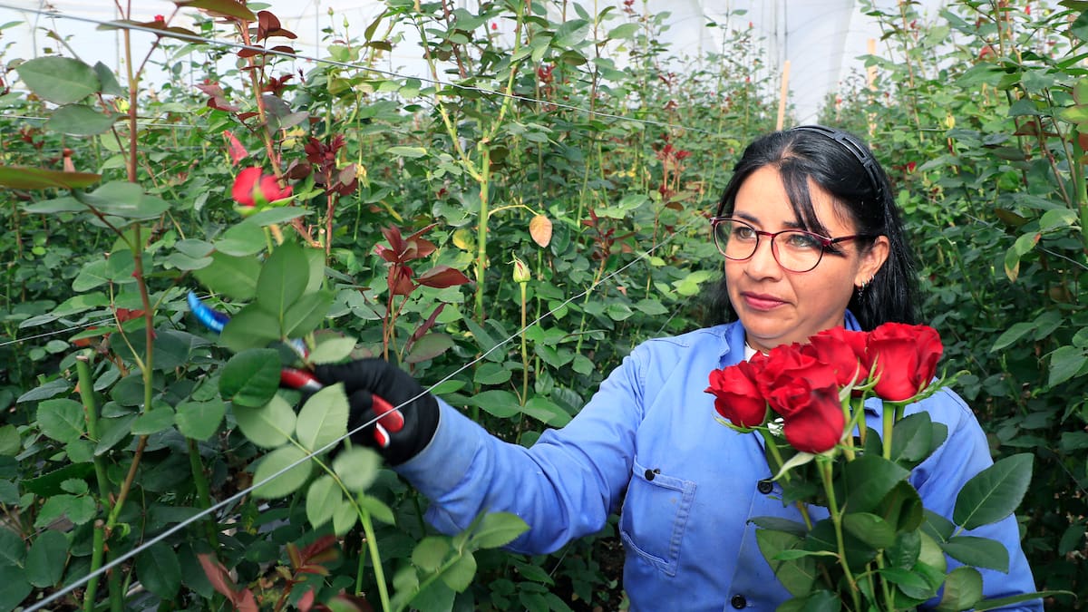 Flores colombianas listas en Estados Unidos para celebrar San Valentín