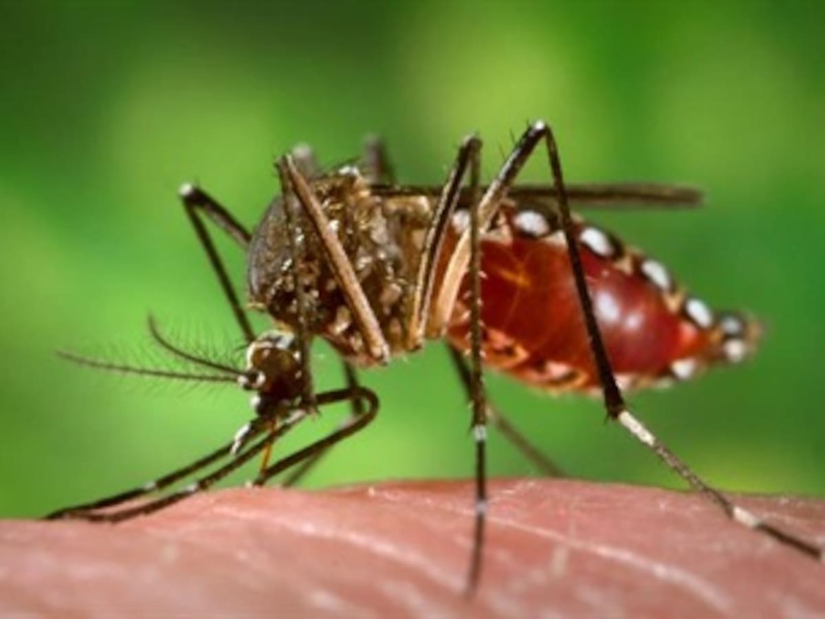 La pobreza y el cambio climático expanden el dengue en América