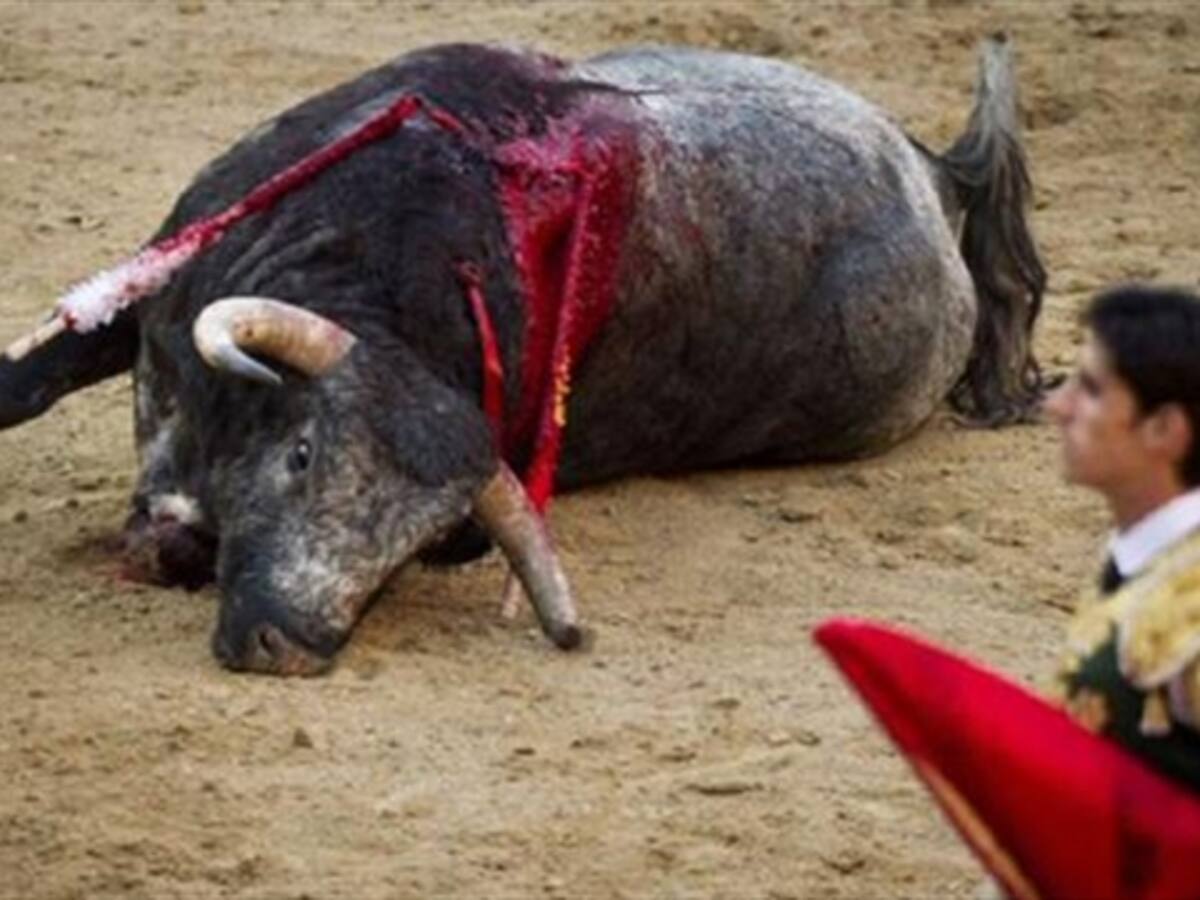 Presentarán al Concejo proyecto de consulta popular por corridas de toros