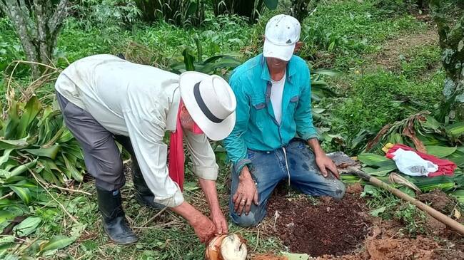 La Asociación Campesina Agroecológica de la Región de Boquerón -ACAB- (corregimiento de San Cristóbal, Medellín) está integrada por 21 familias y hace parte del circuito solidario Col y Flor. | Foto: Corporación Penca de Sábila