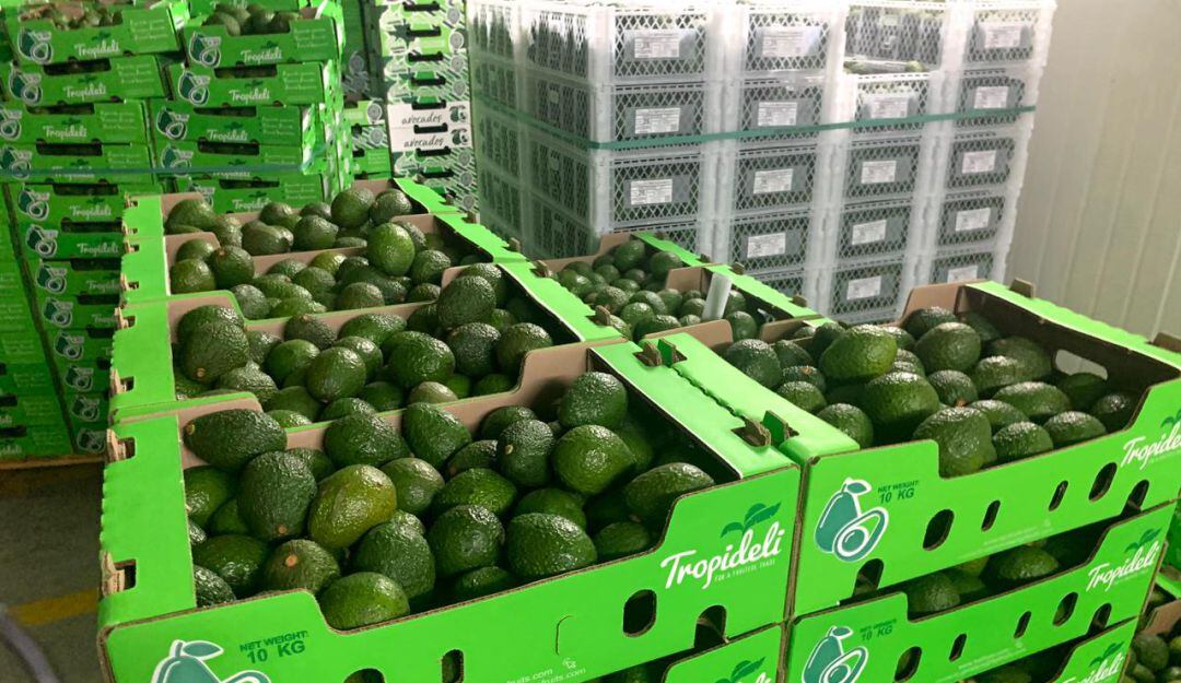 Aguacate hass de exportación