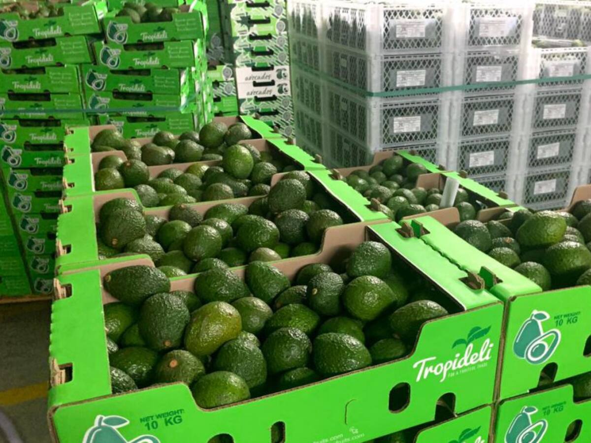 En el Tolima certificarán nuevos predios para cultivo de aguacate hass