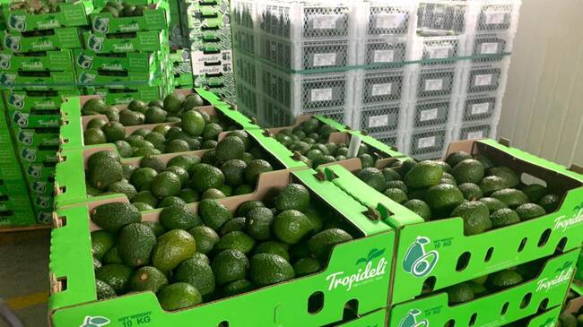 Aguacate hass de exportación
