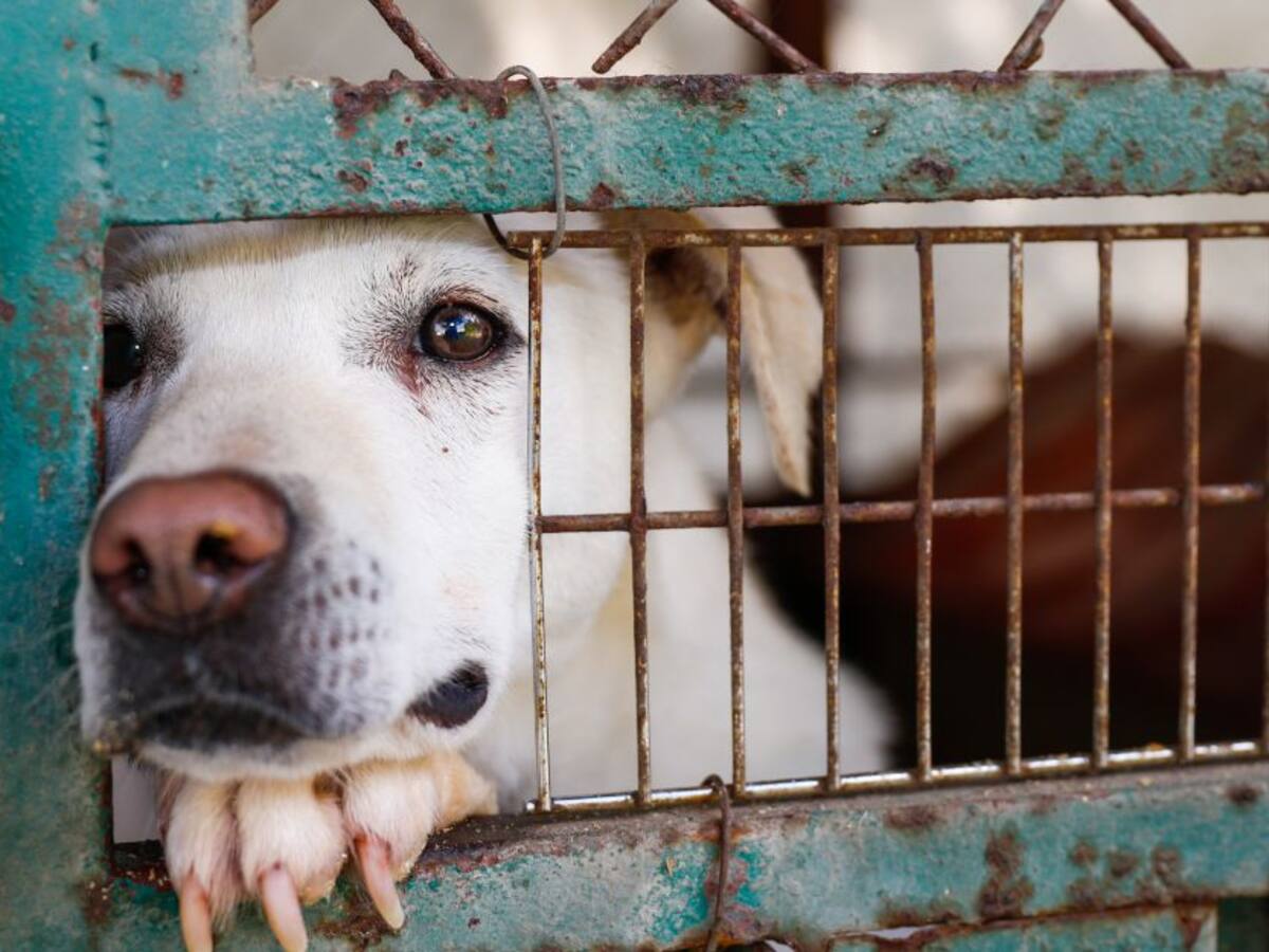 No se podrá vender ni manipular animales vivos en plazas de mercado