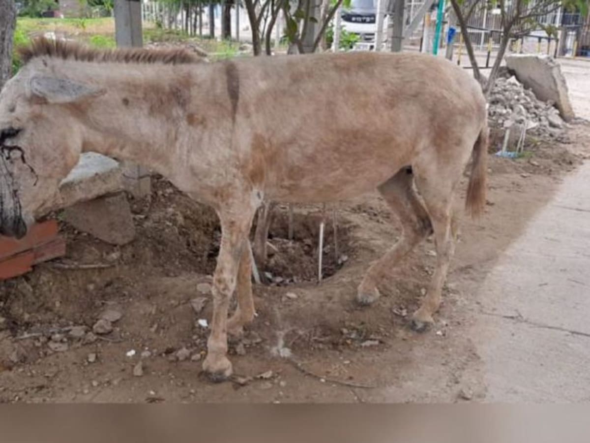 Maltrato animal: burro recibió varias puñaladas en sus ojos en Cartagena