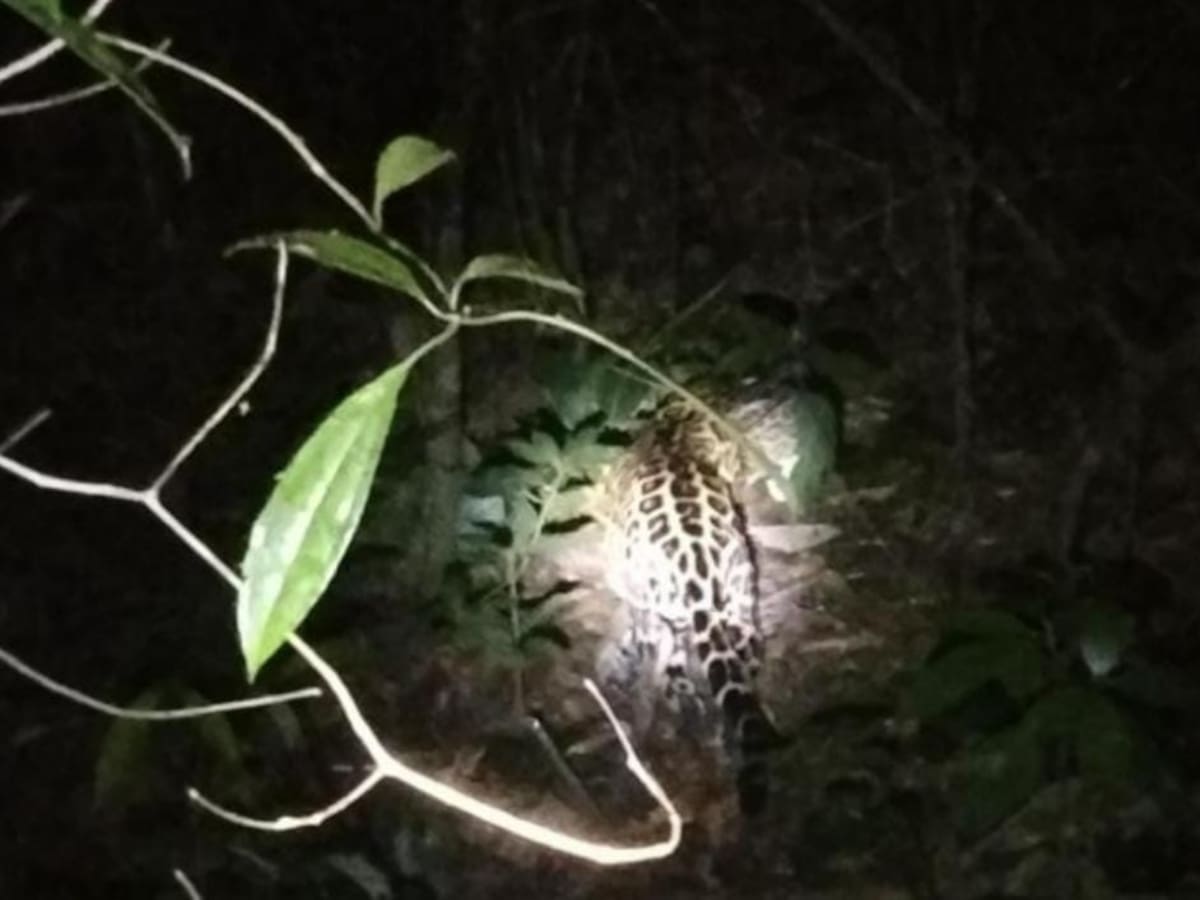 Autoridades ambientales del Tolima piden proteger jaguar en bosque de Galilea