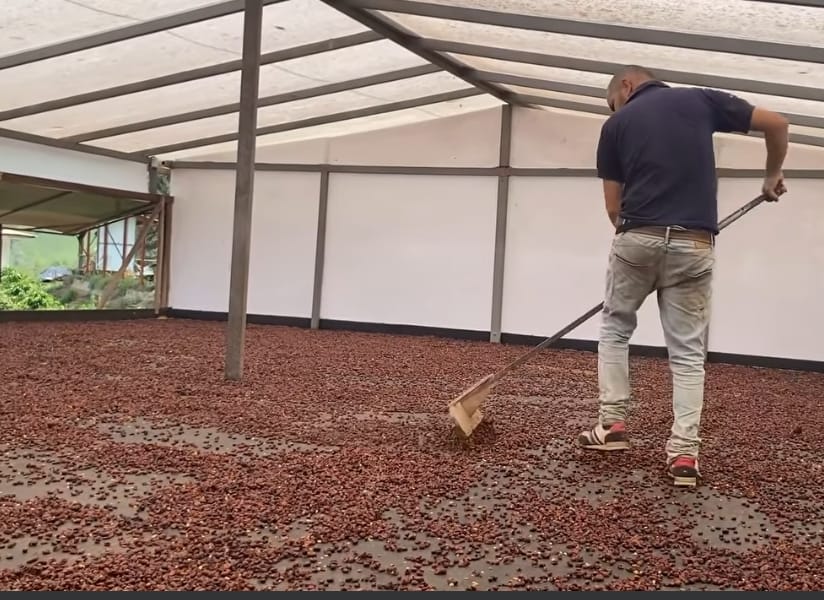 Té de cascaras de café, desde Oporapa-Huila.