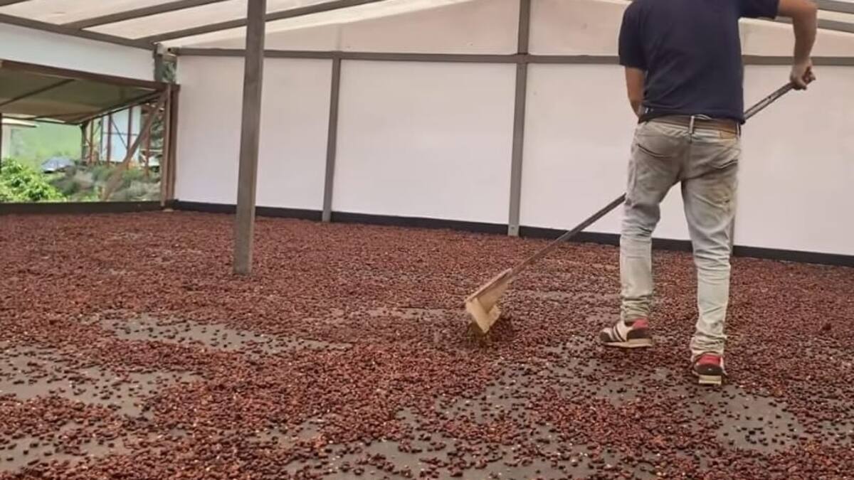 Cascaras de granos de café de Oporapa-Huila, son comercializadas en Europa
