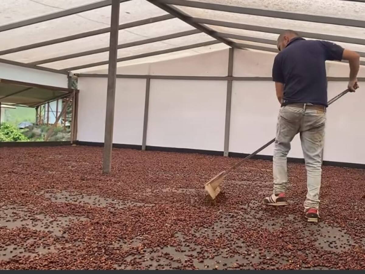 Cascaras de granos de café de Oporapa-Huila, son comercializadas en Europa