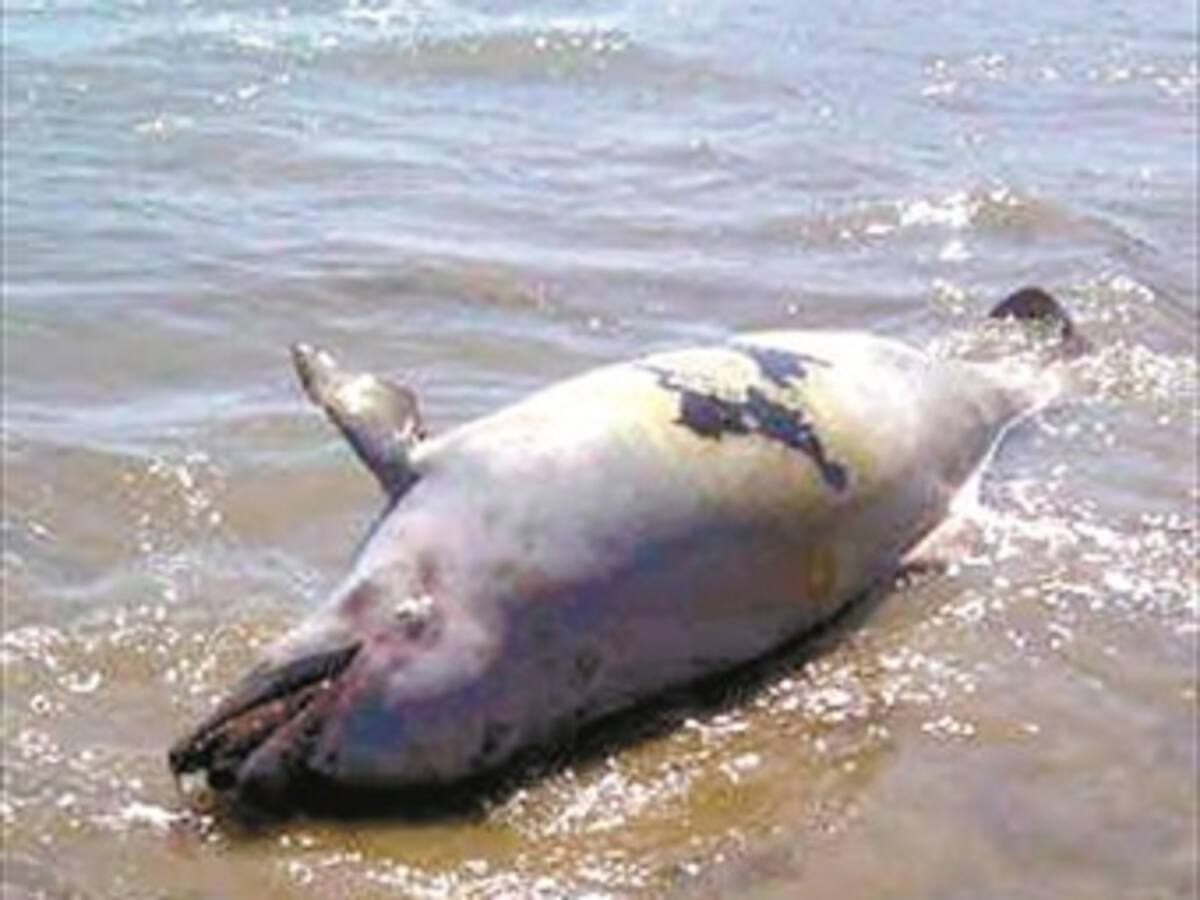 Pesca indiscriminada en el Atlántico