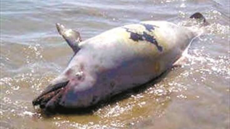 Pesca indiscriminada en el Atlántico