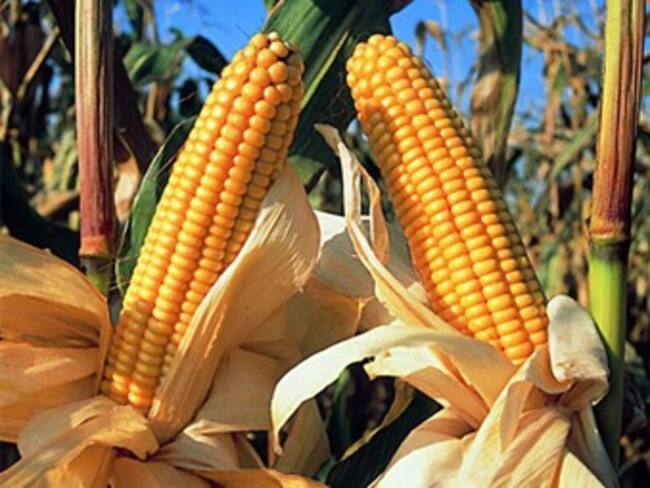 Productores de maíz al borde de la quiebra por bajos precios de la cosecha