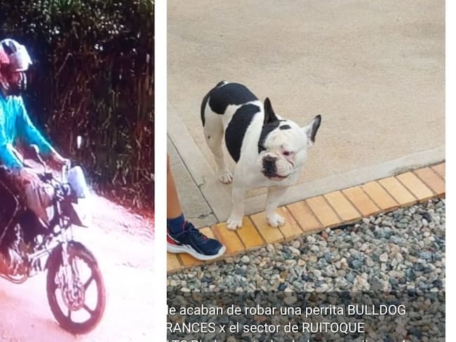 Hombres en motocicleta robaron perrita Buldog Francés