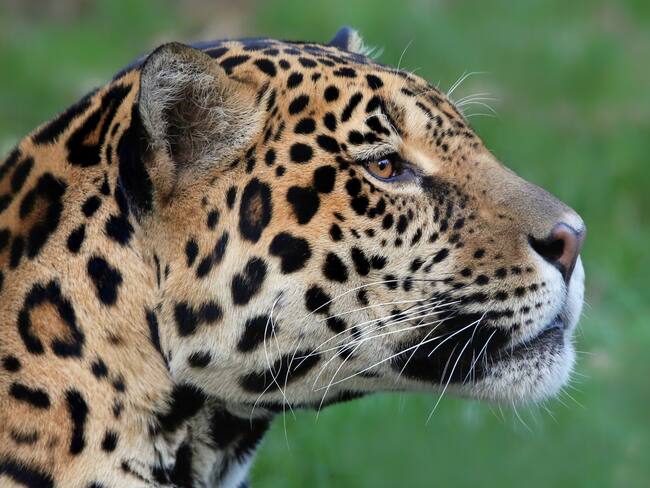 Jaguar (Panthera onca) / Getty Images / Referencia