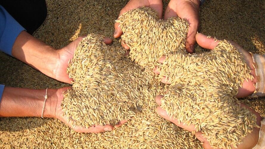 Dignidad Arrocera mantiene en firme hacer un paro el próximo 25 de abril. Foto: Colprensa