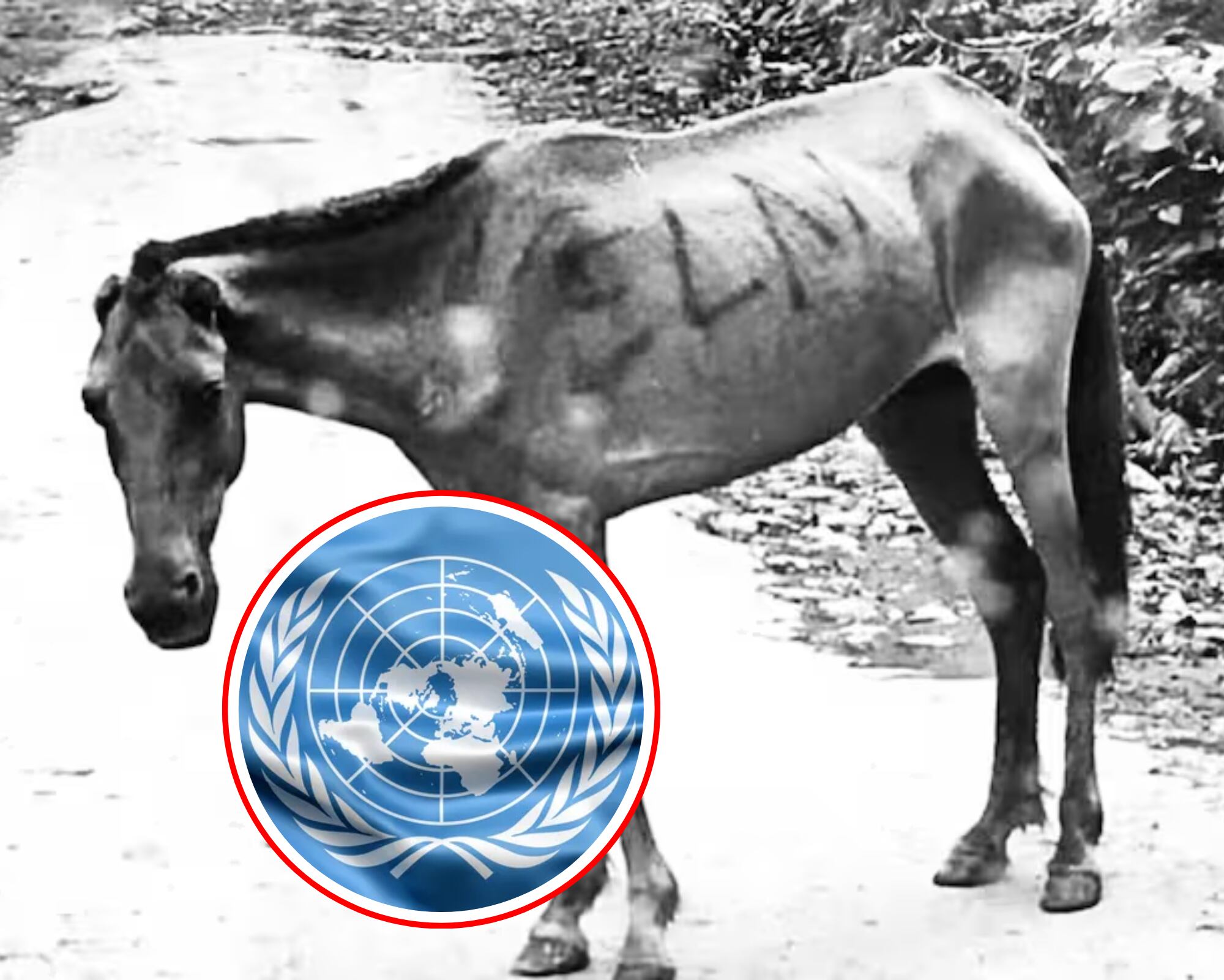 El representante en Colombia del Alto Comisionado de Naciones Unidas para los derechos humanos condenó el uso de una mula cargada de explosivos ayer en Valdivia (Antioquia).
(Foto:  Caracol Radio / Getty )