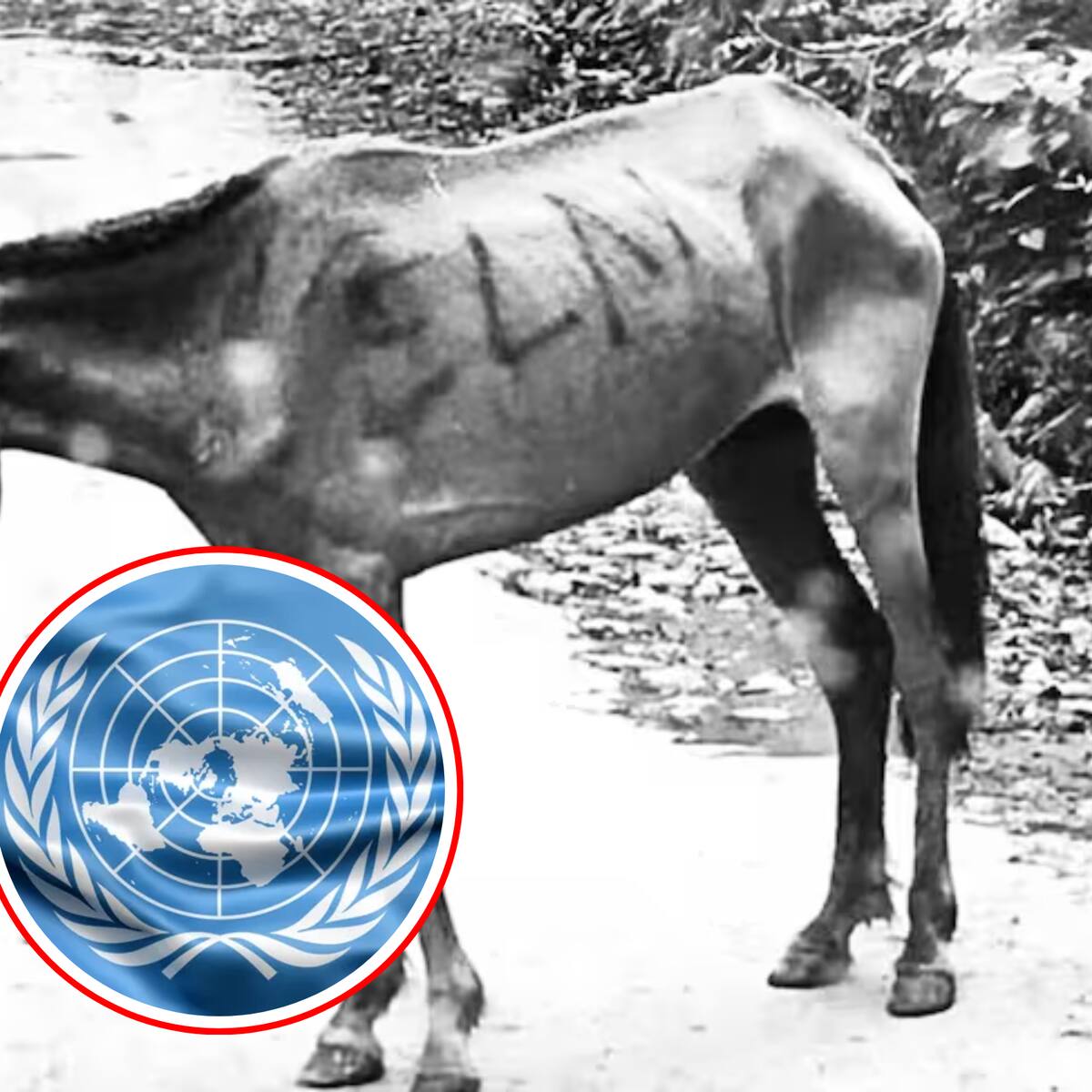 ONU Derechos Humanos rechaza uso de animales con explosivos en conflicto colombiano