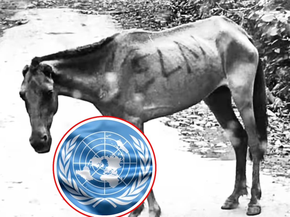 ONU Derechos Humanos rechaza uso de animales con explosivos en conflicto colombiano