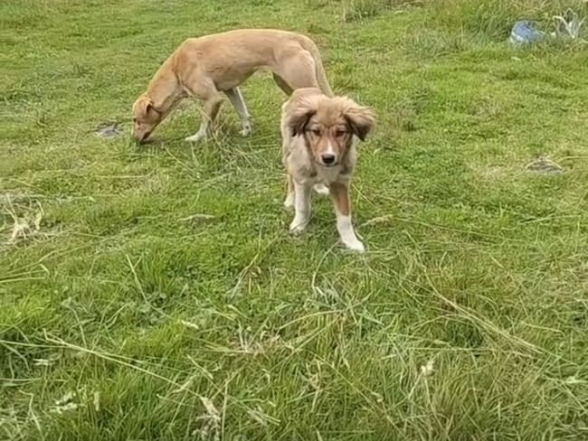 Rescatista denuncia inefectividad en la esterilización de perros ferales en el embalse del Neusa
