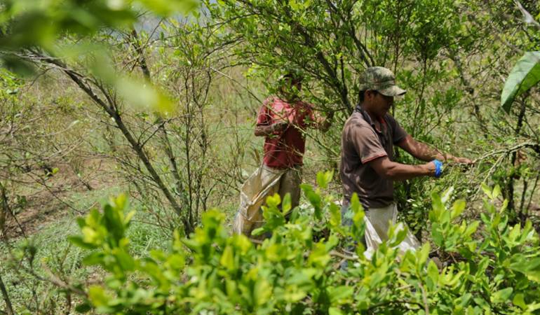 Autoridades emprenden acciones para combatir la siembra de cultivos ilícitos. 