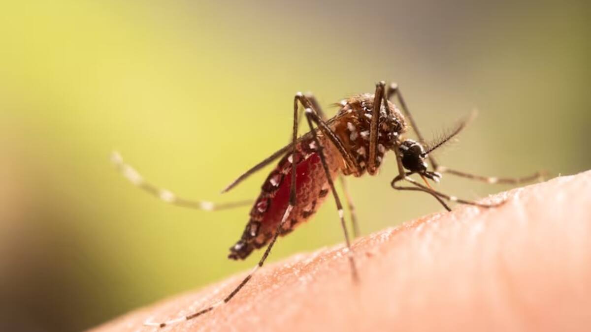 Baja vacunación y aumento de casos agravan panorama del dengue en el Huila