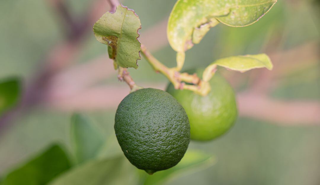 Limón amenazado por la enfermedad del HLB