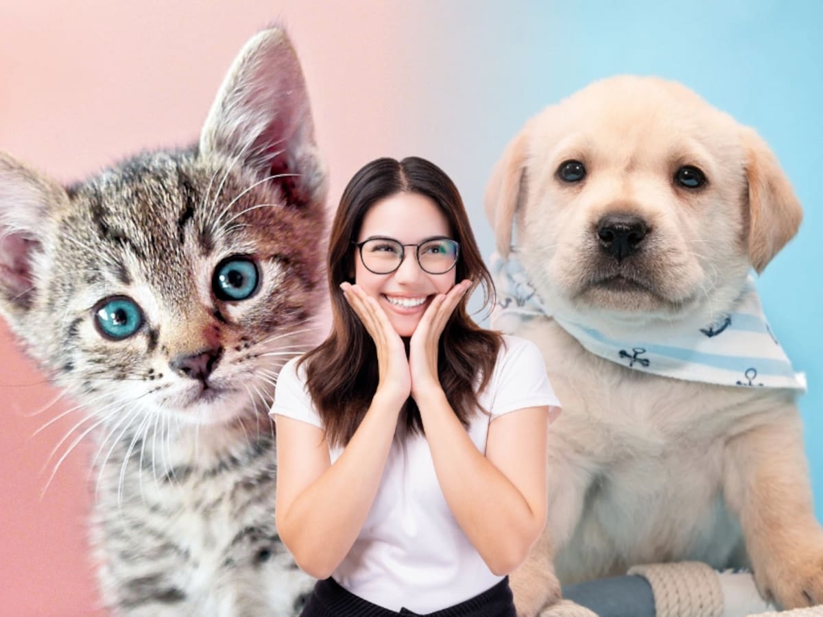 Ver perritos y gatitos en redes sociales mejorará su ánimo y sus relaciones, según estudio
