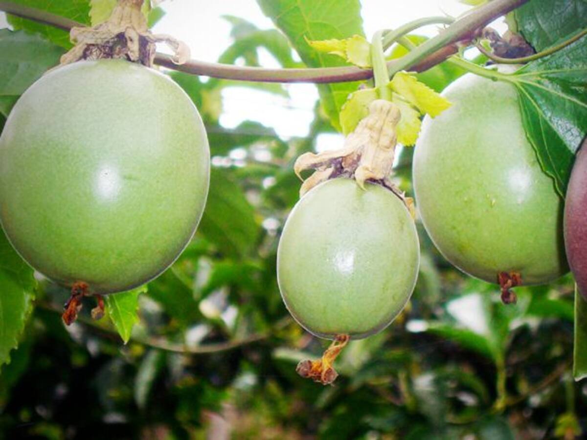 La gulupa alternativa para la comunidad de Santa Isabel, Tolima