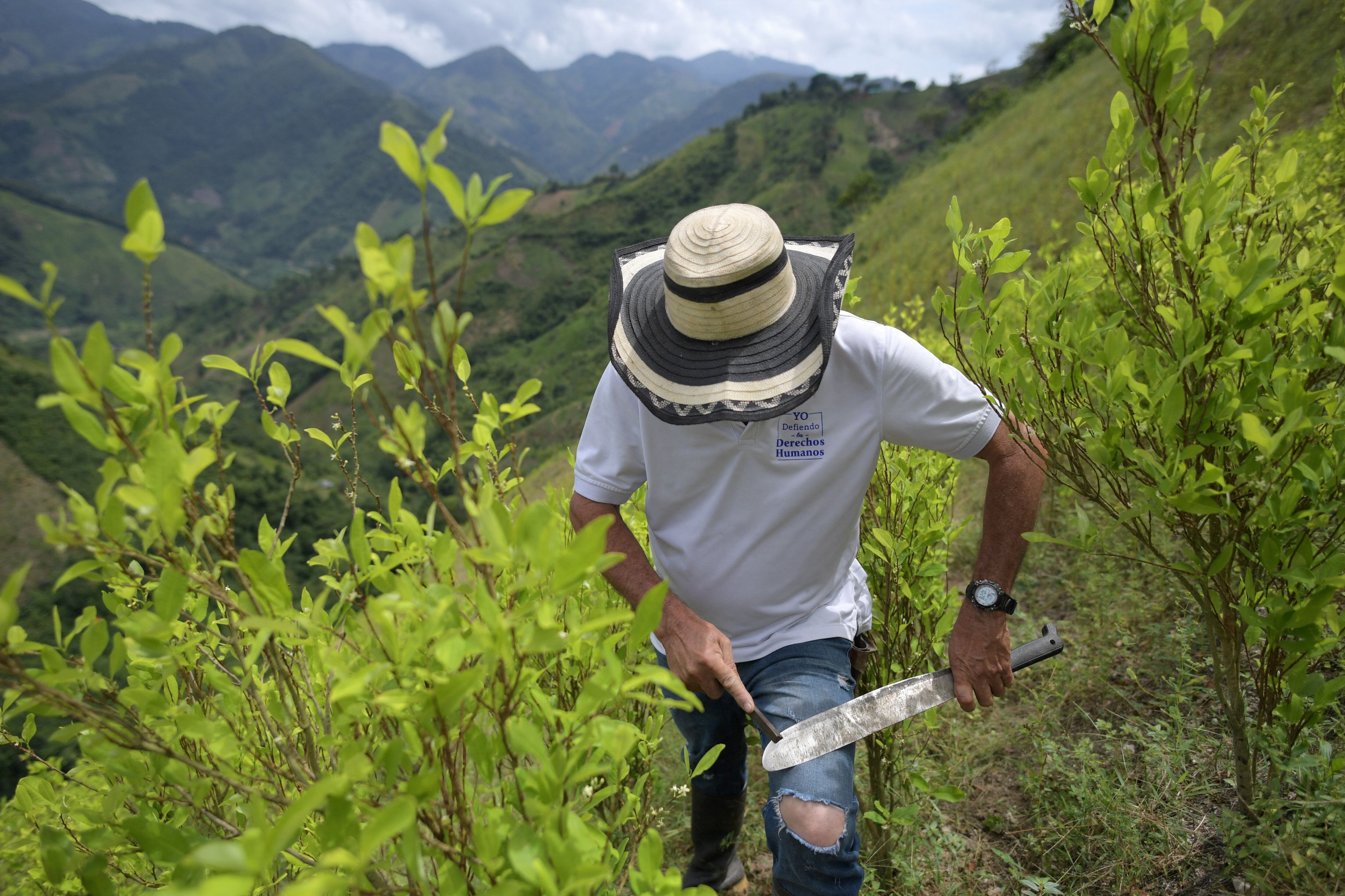 Imagen de referencia de cultivos de coca en Colombia. (Photo by RAUL ARBOLEDA/AFP via Getty Images)