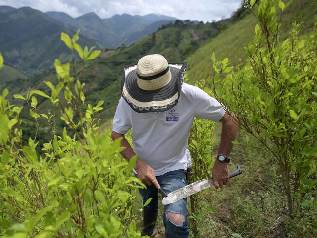 Imagen de referencia de cultivos de coca en Colombia. (Photo by RAUL ARBOLEDA/AFP via Getty Images)